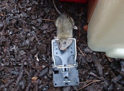 rodent trapping